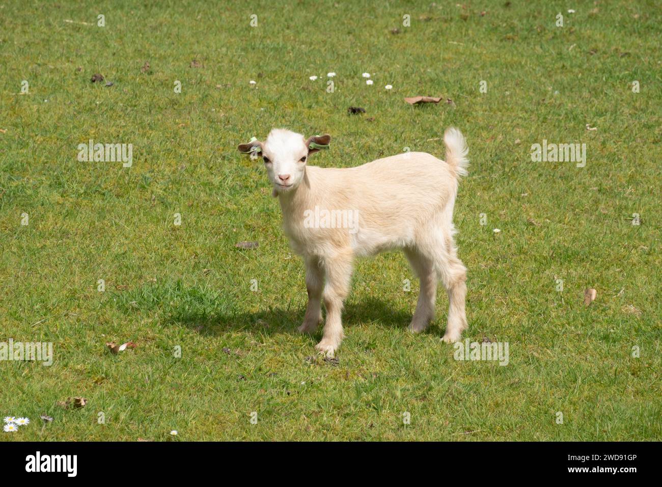 Portrait of young dwarf goat in meadow looking at camera, Netherlands Stock Photo