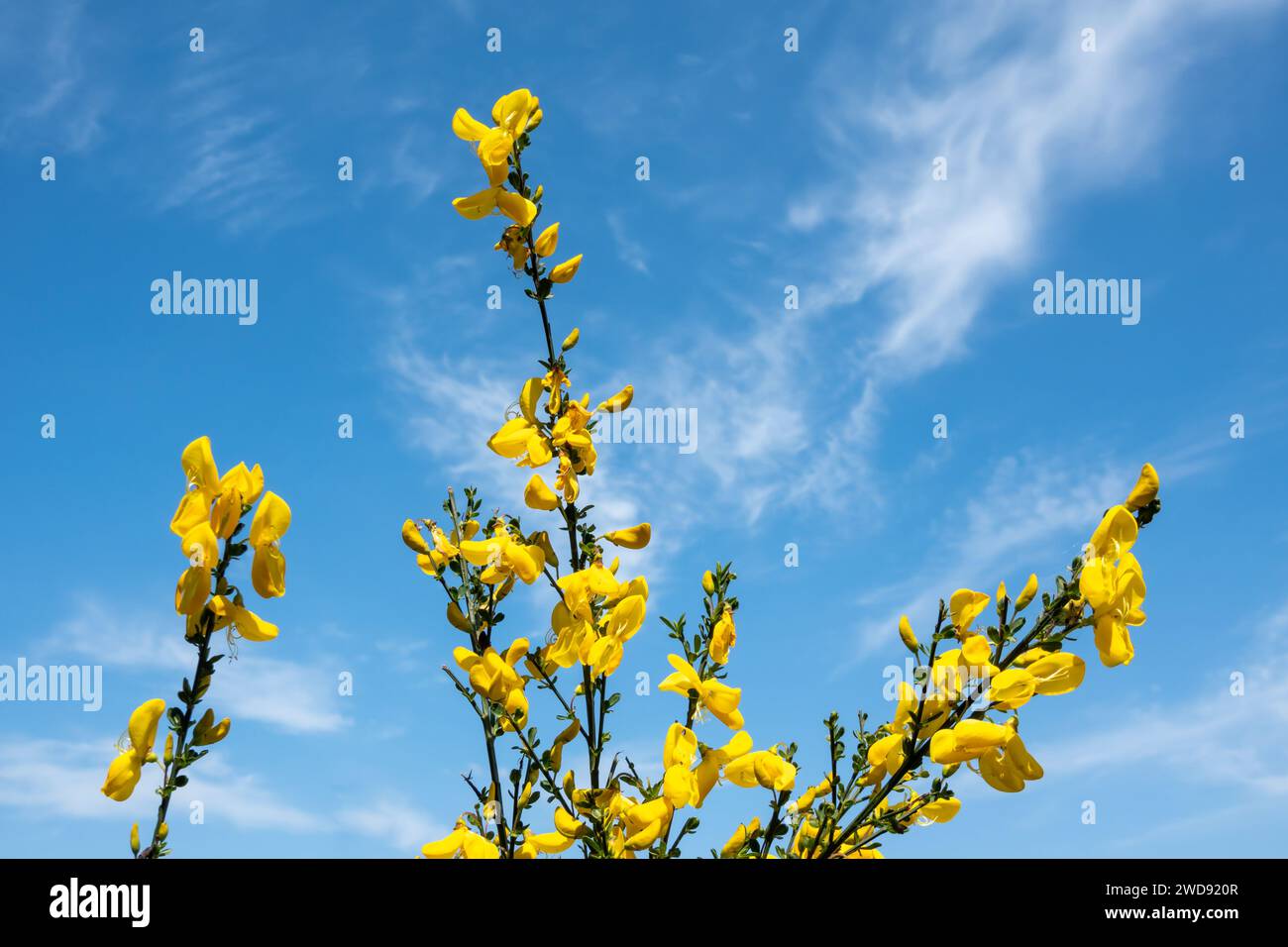Blooming branches of common broom, Cytisus scoparius, with yellow flowers against blue sky, Netherlands Stock Photo