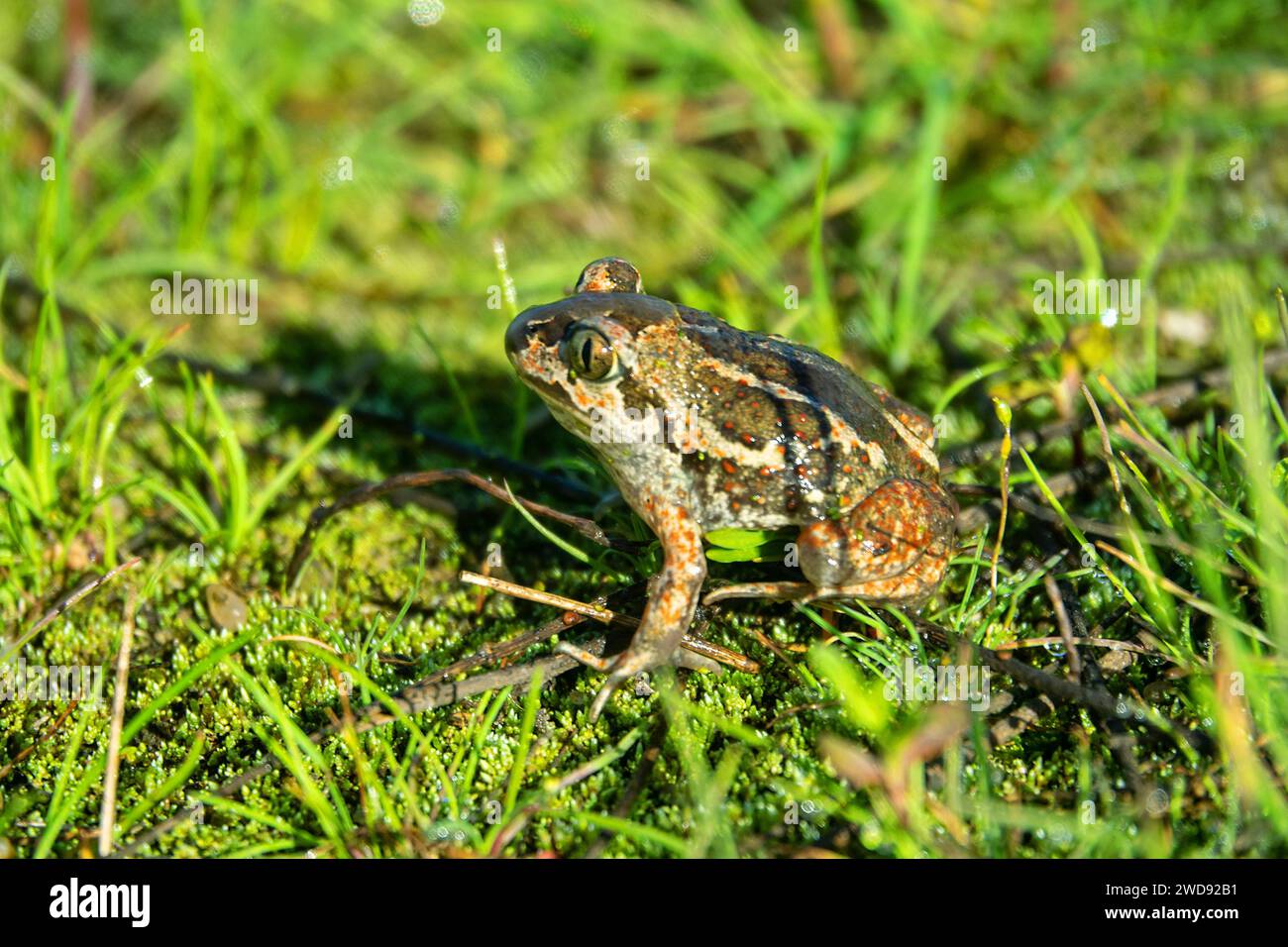 Batrachology. Common spadefoot (Pelobates vespertinus Pallas) ammocolous amphibian. The valley of the Don River in the middle reaches, a grassy meadow Stock Photo