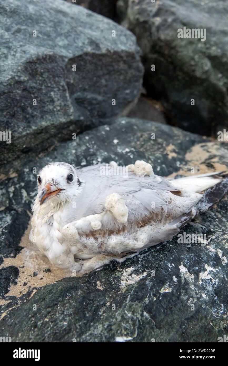 Wintering seagull dies on the shores of the Persian Gulf. Surf foam and sand cover the feathers Stock Photo