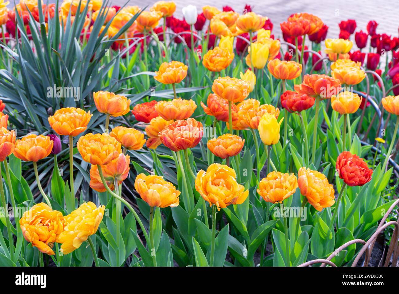 Blooming yellow-orange tulips flowers in garden, field. Double Beauty ...