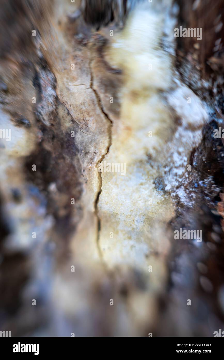 Forestry, forest products. Streaks of resin (barrois) on fir-tree(not tapped). Gum is used to make turpentine oil, rosin, medicinal balms. Rosin for s Stock Photo