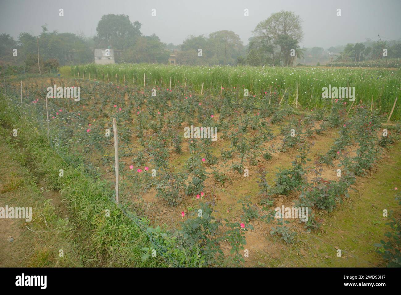 Rose, woody perennial flowering plant of the genus Rosa, family Rosaceae, being harvested in vast field at Khirai, West Bengal, India. Once grown up, Stock Photo