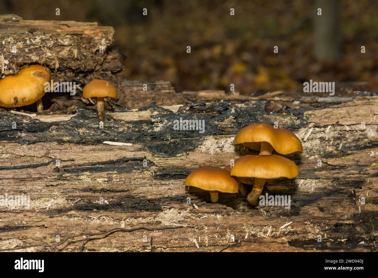 Funeral Bell Mushrooms - Galerina marginata Stock Photo