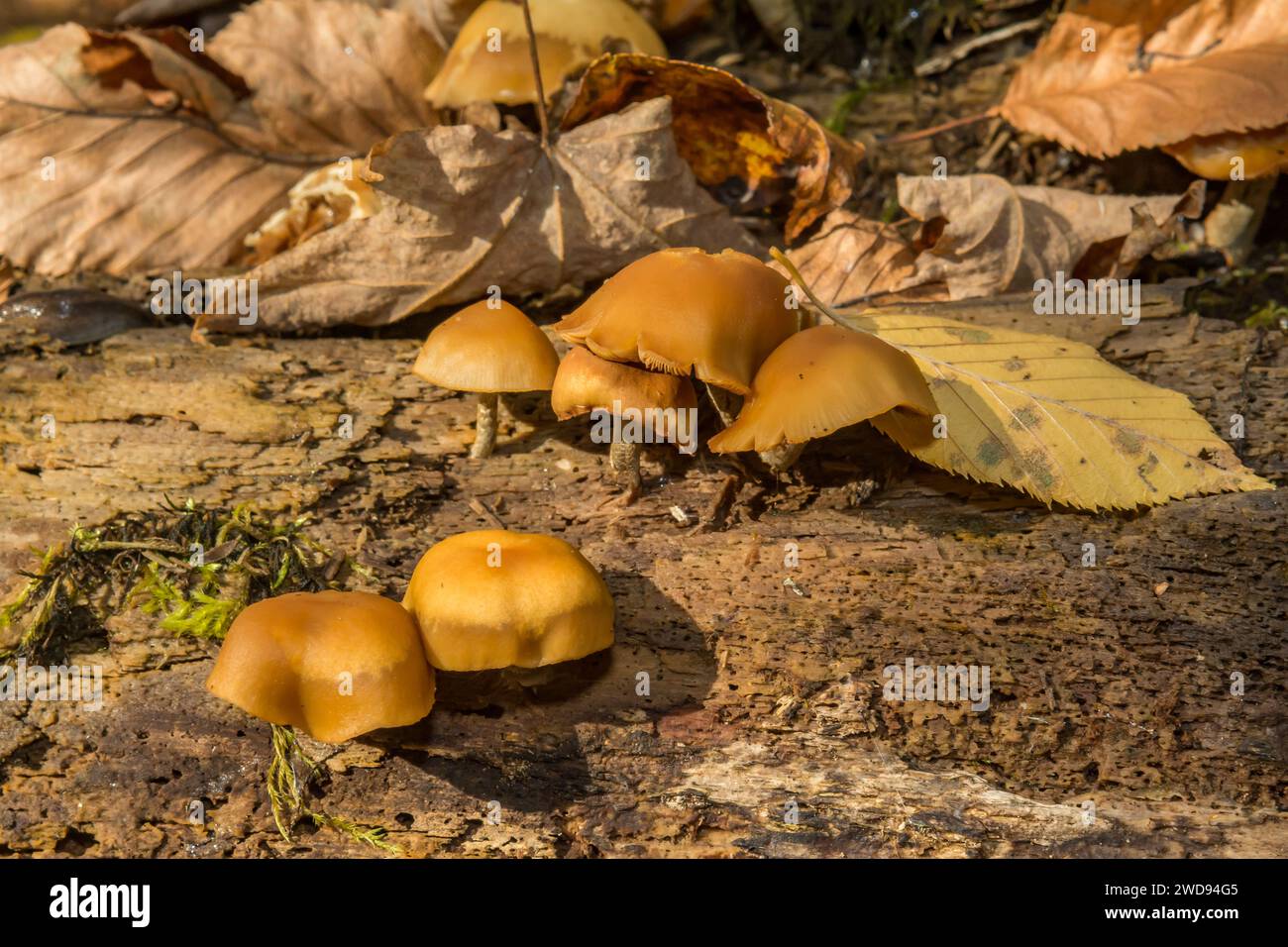 Funeral Bell Mushrooms - Galerina marginata Stock Photo