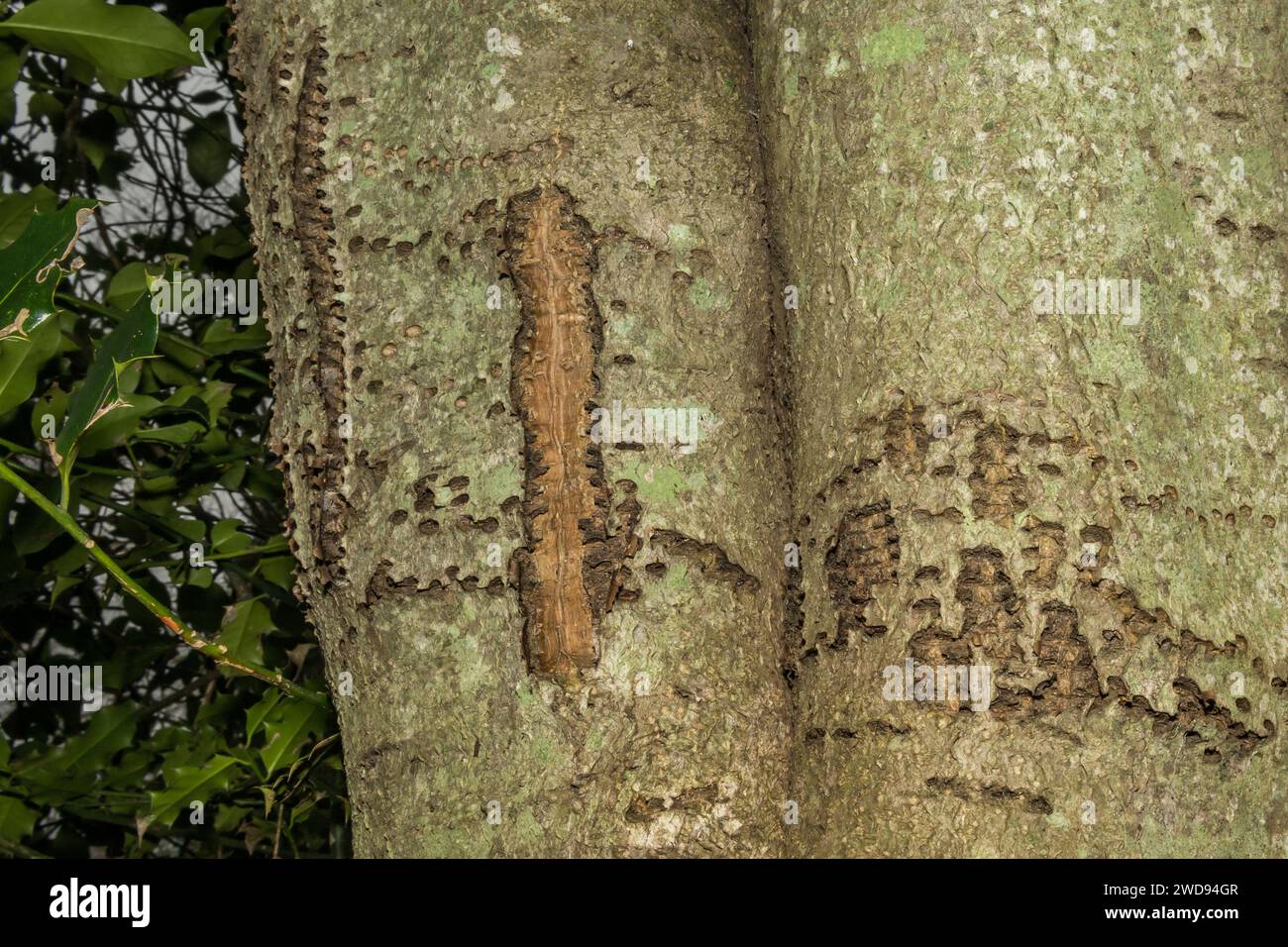 Yellow-bellied Sapsucker Tree Damage Stock Photo - Alamy