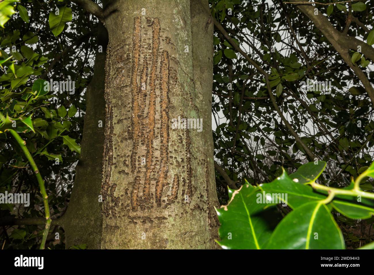 Yellow-bellied Sapsucker Tree Damage Stock Photo - Alamy