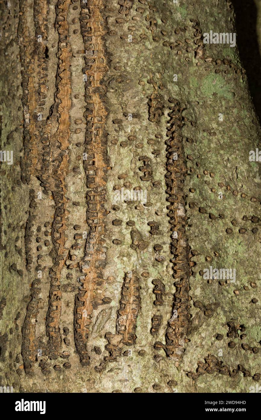 Yellow-bellied Sapsucker Tree Damage Stock Photo