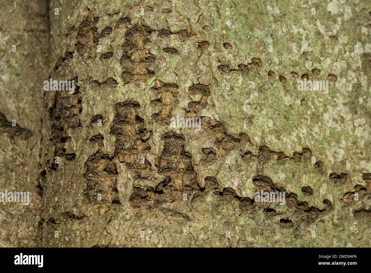 Yellow-bellied Sapsucker Tree Damage Stock Photo
