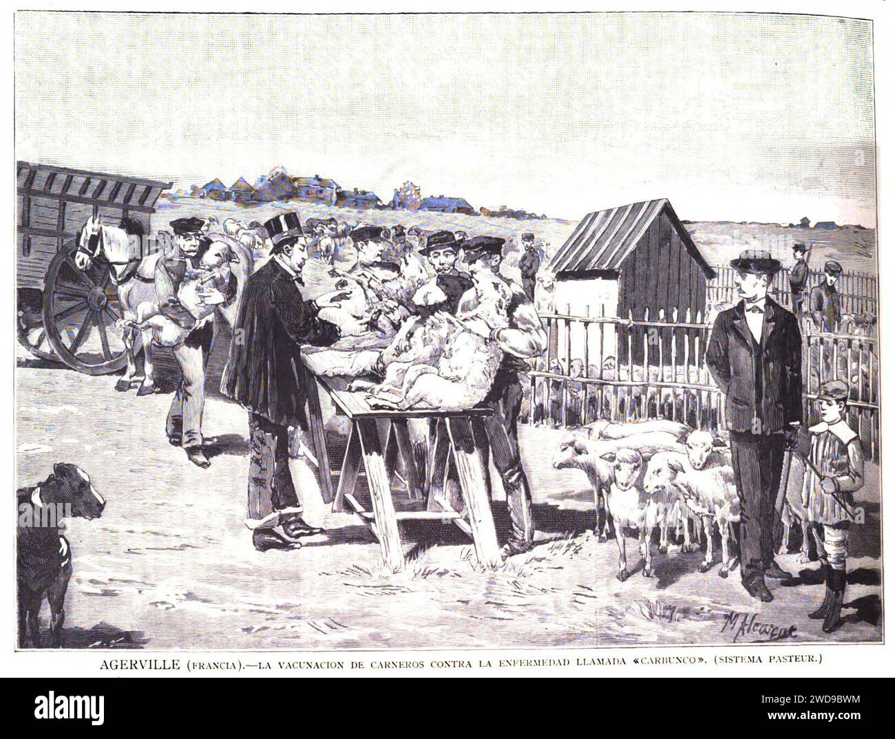 1883-11-15, La Ilustración Española y Americana, Agerville (Francia).—La vacunación de carneros contra la enfermedad llamada «carbunco» (sistema Pasteur). Stock Photo