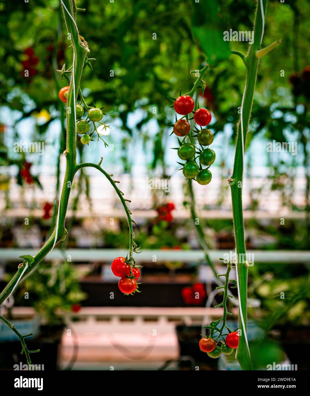 greenhouse with tomatos growing red and green Stock Photo - Alamy