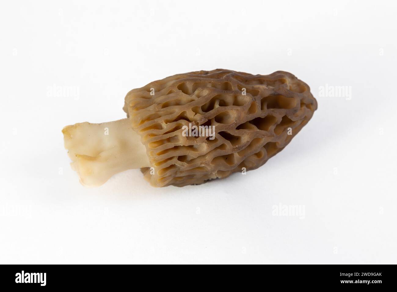 Freshly picked morel mushroom cleaned and placed on a white background Stock Photo
