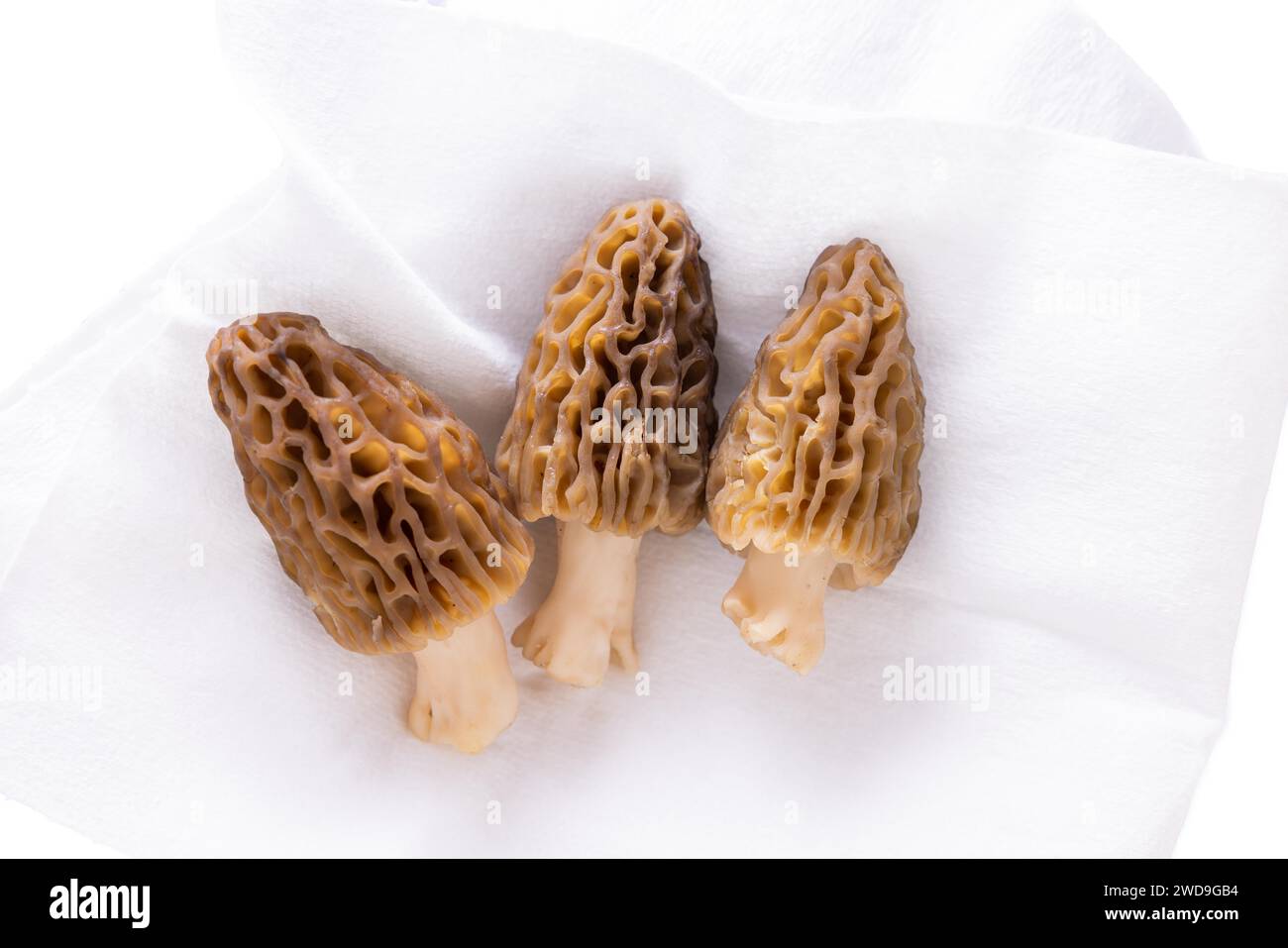 Freshly picked morel mushrooms cleaned and placed on a white background Stock Photo
