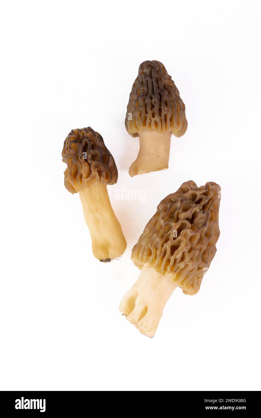 Freshly picked morel mushrooms cleaned and placed on a white background Stock Photo