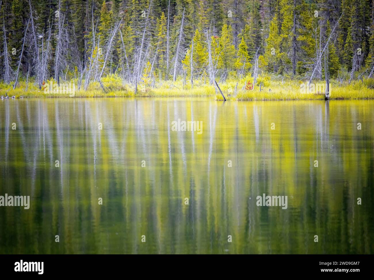 A small pond near Banff national park in Canada. Before afternoon storm, the water is so calm, reflects the colorful forest on the bank. Stock Photo