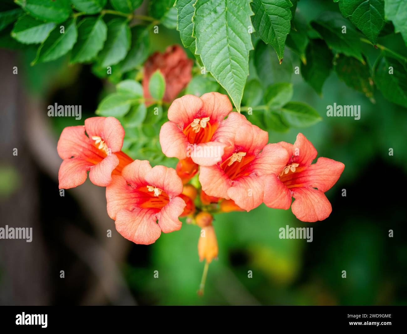 Trumpet flower vine and its flowers hanging on a fence. Best time of the year in Texas. A city garden near my house. Stock Photo