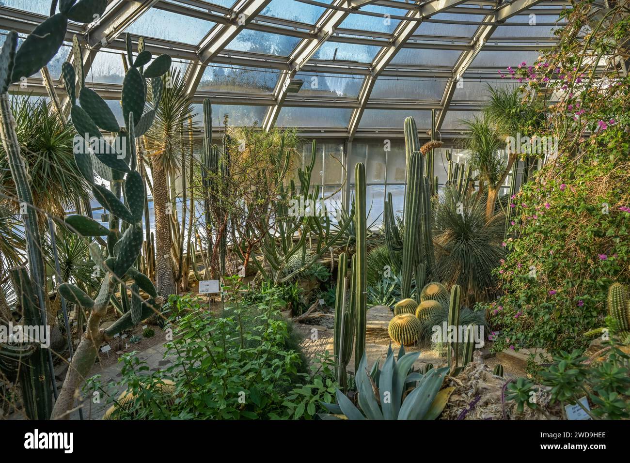 Gewächshaus Afrikanische Sukkulenten, Botanischer Garten, Lichterfelde
