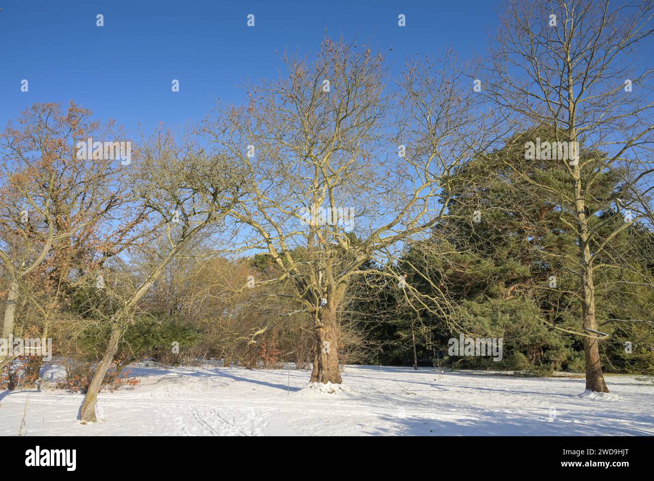 Landschaftsgarten hires stock photography and images Alamy