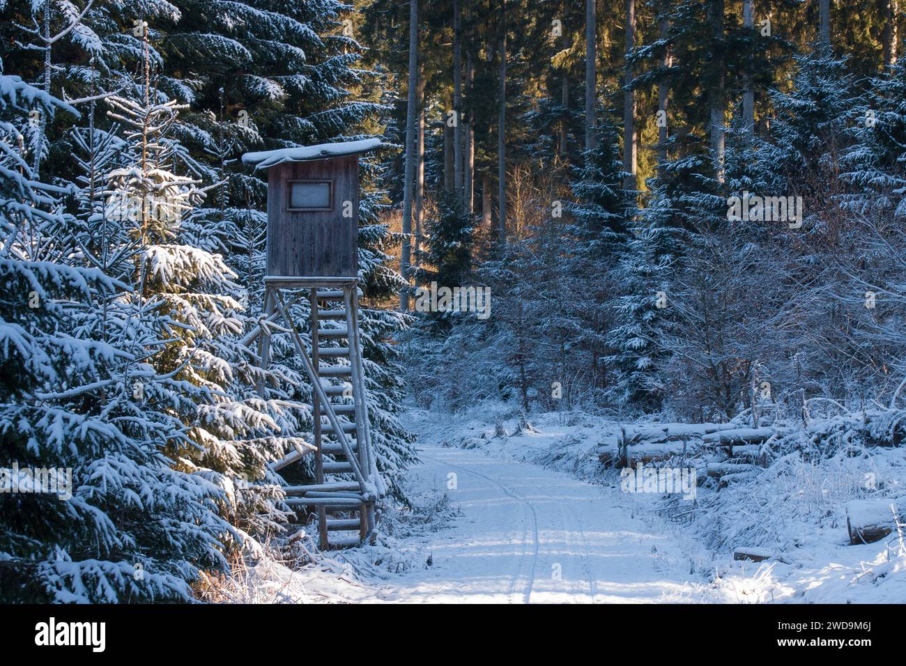 Nestled in snowy quietude, a hunting pulpit stands by the wintry forest path. The sun casts a yellowish glow, revealing the beauty of the frozen woods Stock Photo