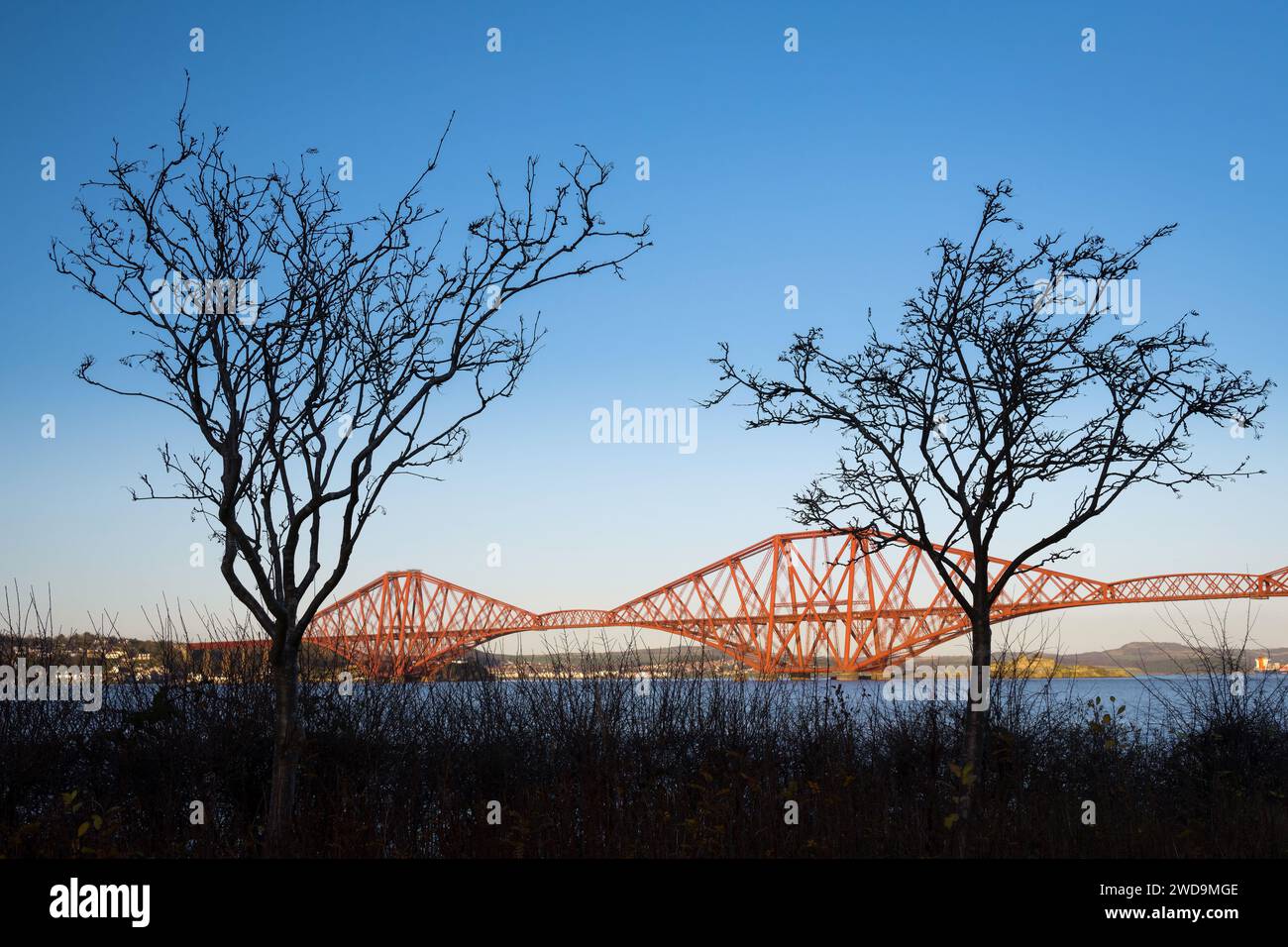 Trees and fourth bridge, Queensferry, Scotland Stock Photo Alamy
