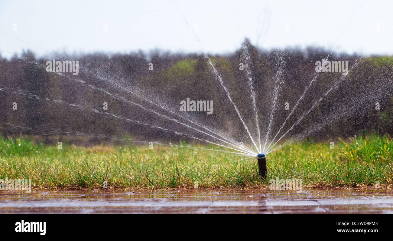 Automatic sprinkler system watering the lawn on a background of green ...