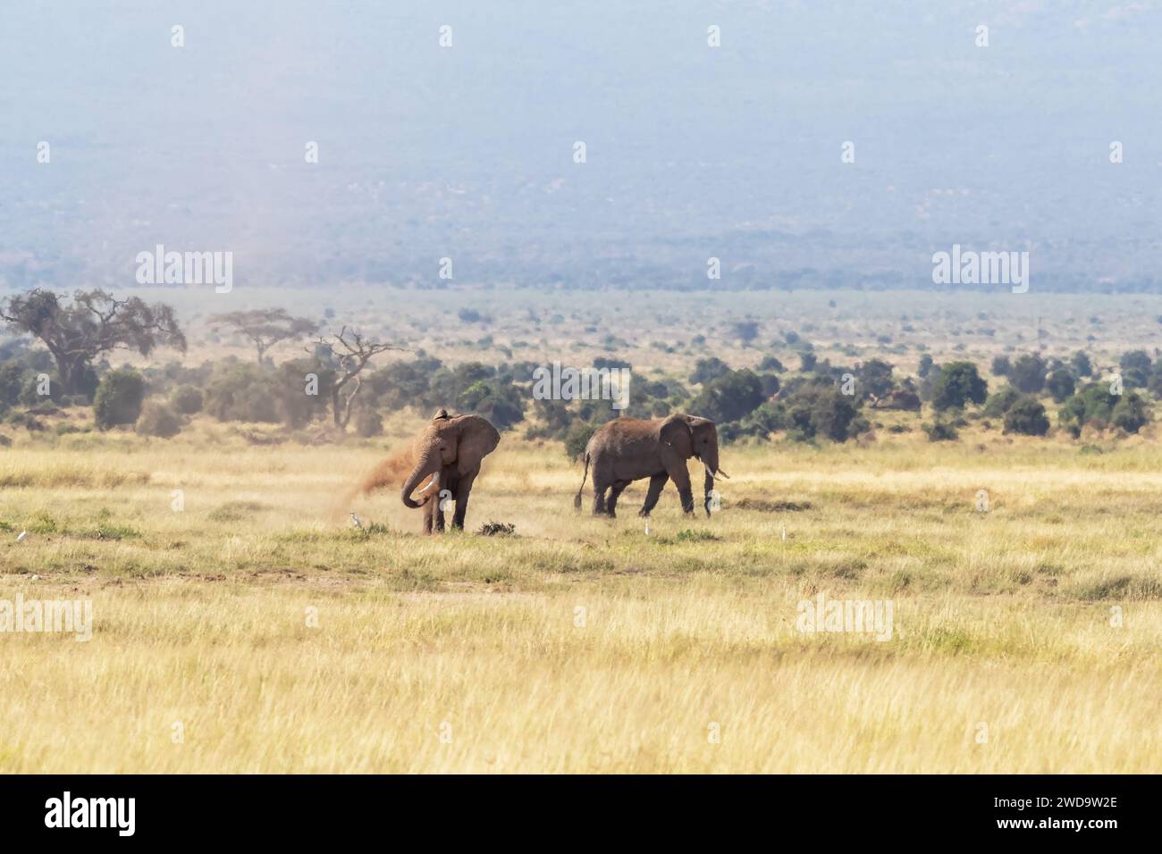 Body temperature regulation hires stock photography and images Alamy