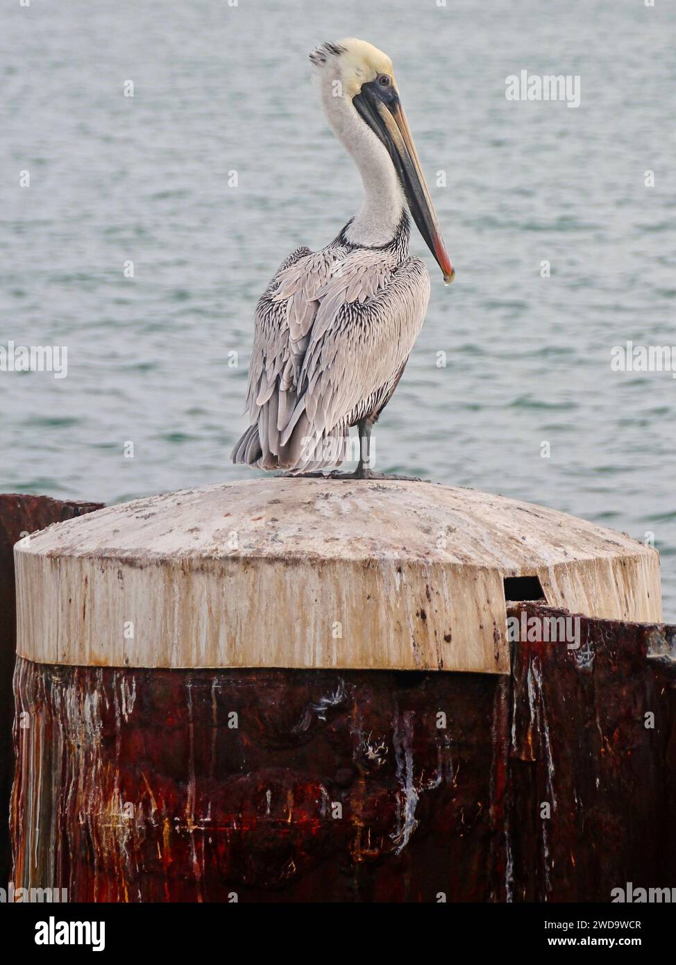 Pelican sitting on post in hi-res stock photography and images - Alamy