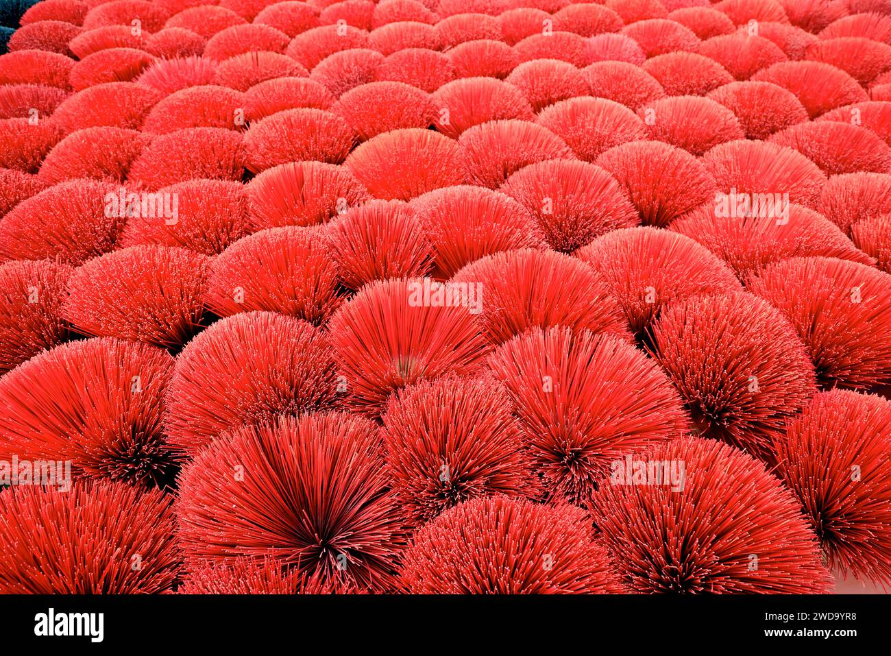 Colorful joss sticks left to dry in the sun, Vietnam Stock Photo Alamy