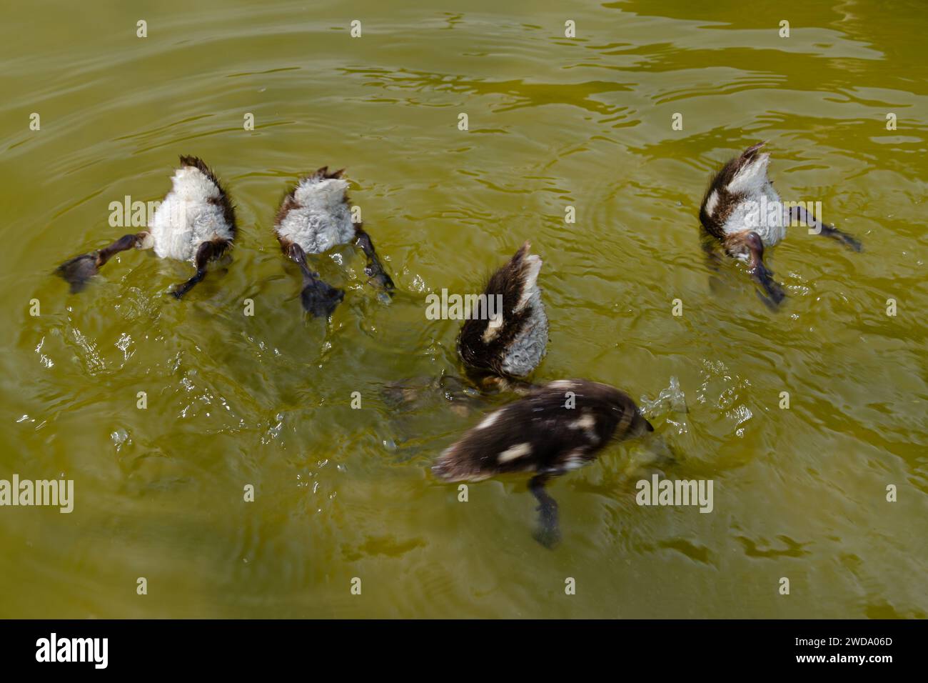 Tails of diving ducks above the water. Stock Photo