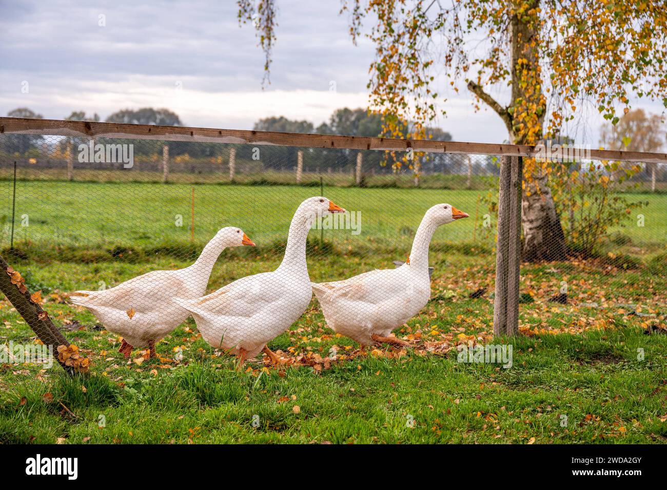 Gänse im einem Gehege im Donaumoos. Bayern Deutschland *** Geese in an enclosure in Donaumoos Bavaria Germany Stock Photo