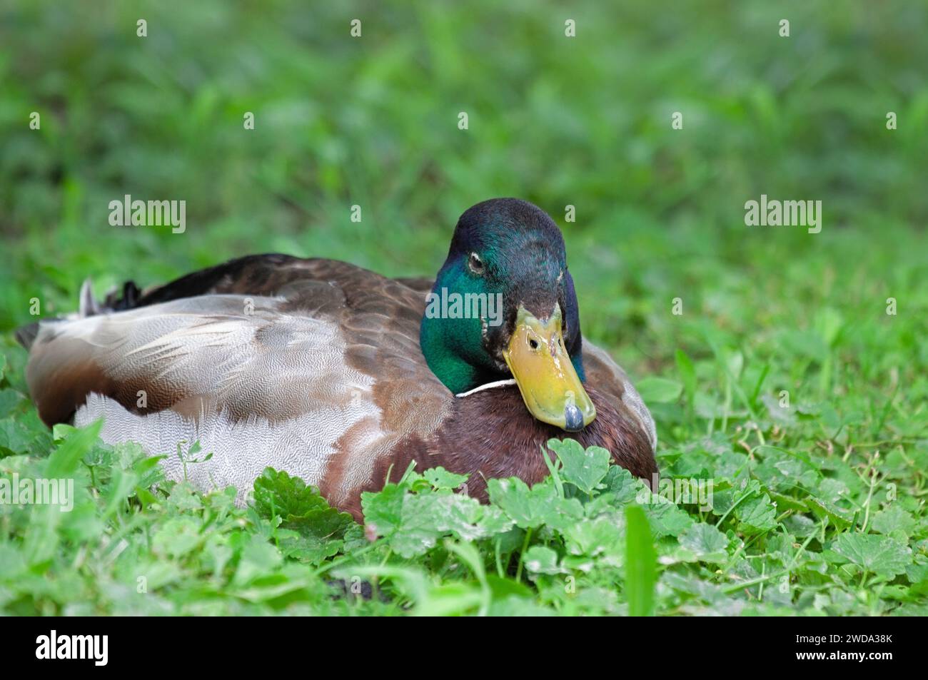 A mallard duck erst in a patch of soft green ground ivy Stock Photo