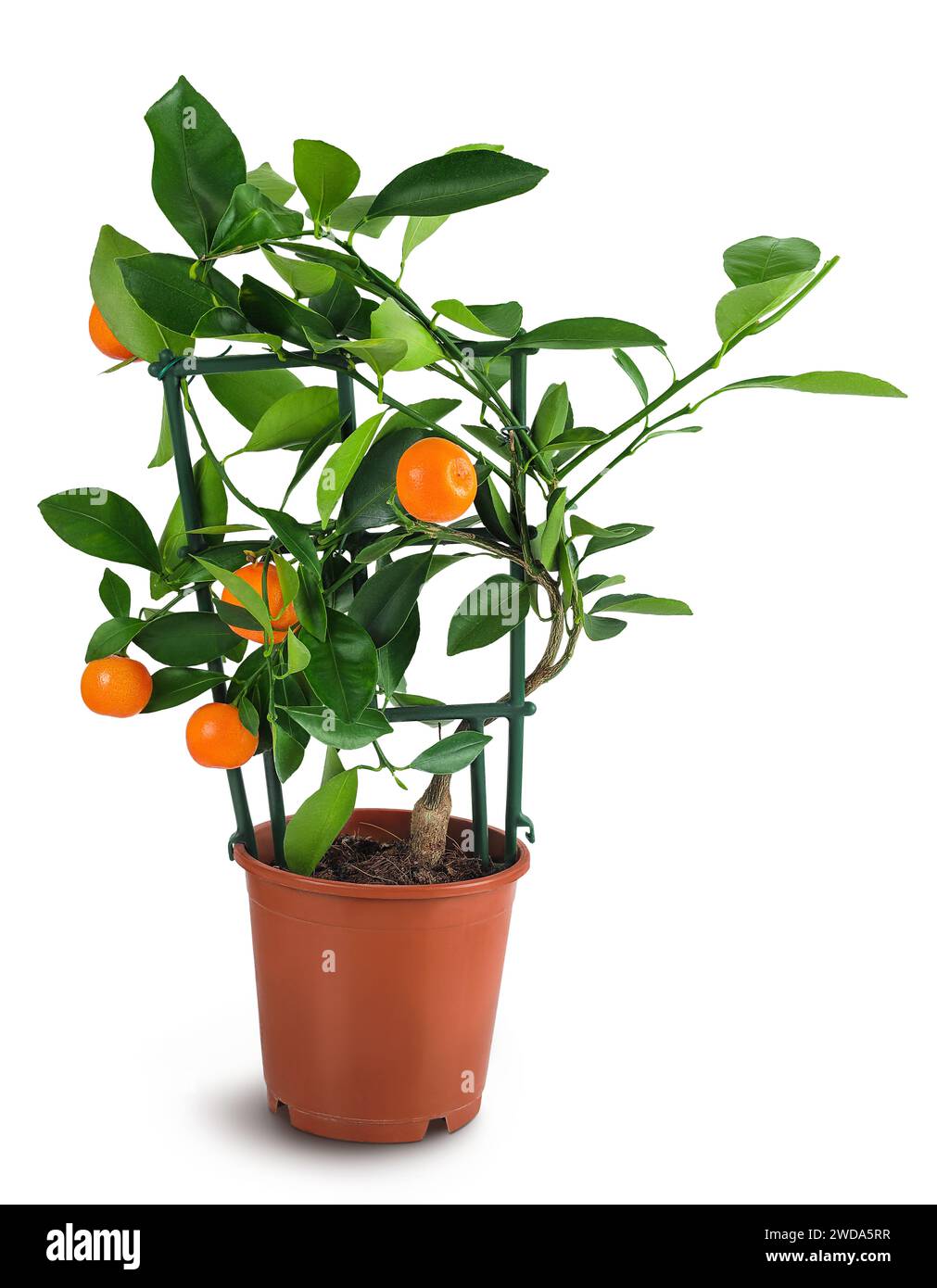 Small tangerines tree in a flower pot isolated on white background. Stock Photo