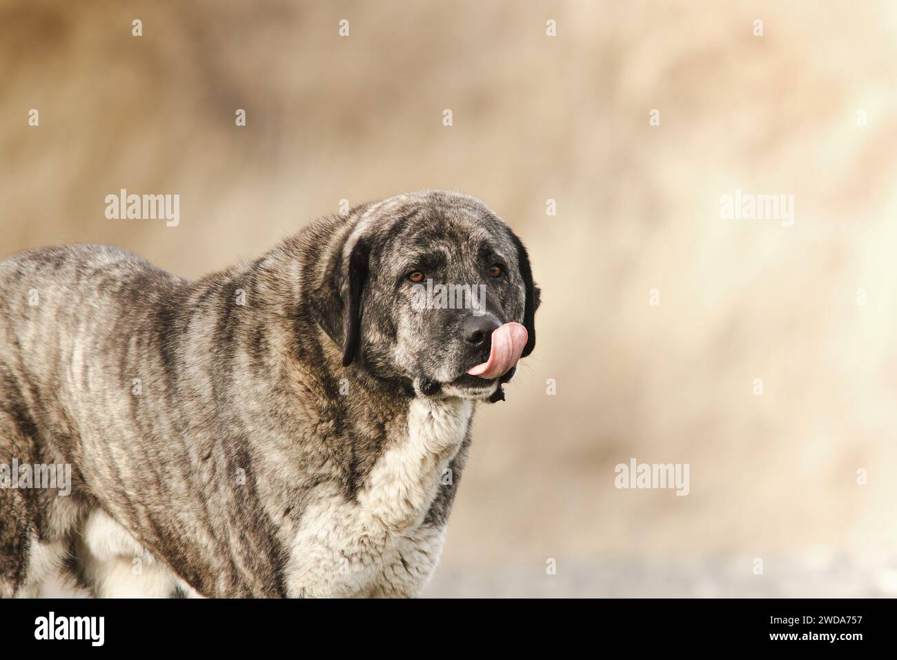 portrait of an asian shepherd dog, the kangal, a great and powerfull guard dog Stock Photo