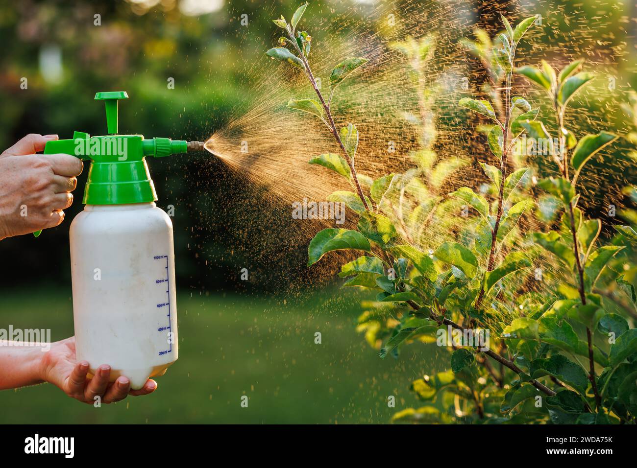 Spraying tree with insecticide against pests and diseases in the garden using spray bottle Stock Photo