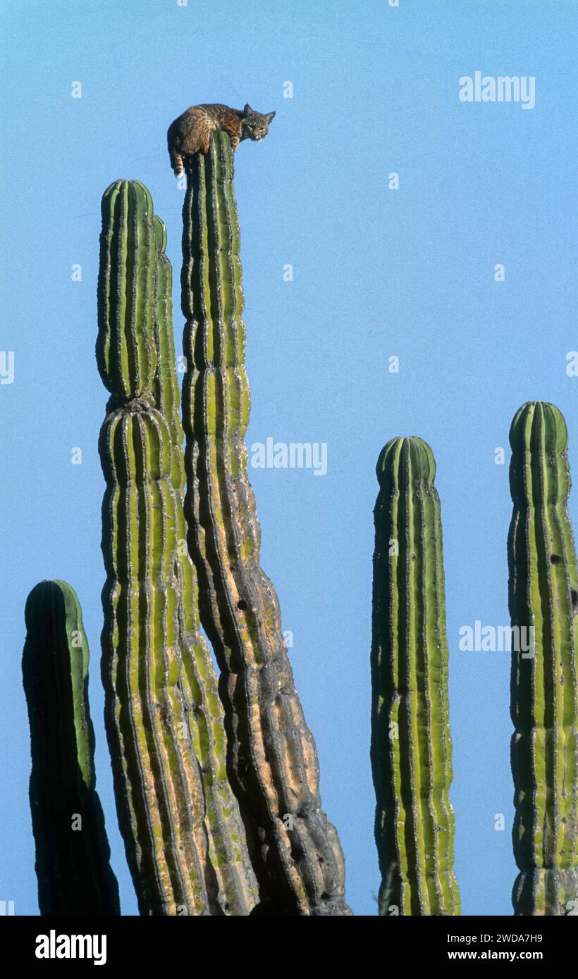 A bobcat spies for prey atop a cardon cactus in central Baja California Sur, Mexico Stock Photo