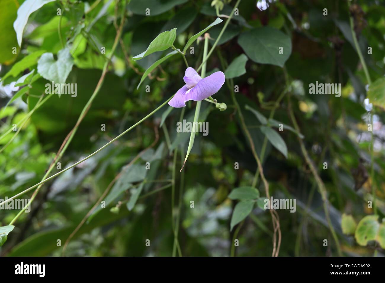 Underneath view of a hanging purplish mixed lavender blue colored Spurred butterfly pea (Centrosema virginianum) flower Stock Photo