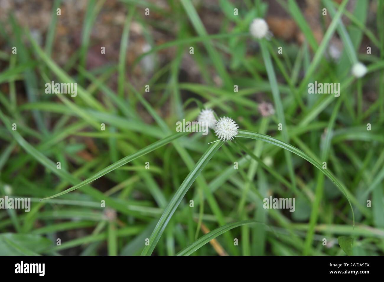 Top view of a small round white flower (flowering head) of a White water sedge (Kyllinga nemoralis) weed plant Stock Photo