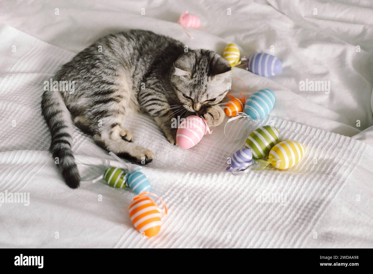 Cute kitten of the Scottish straight breed playing with multi-colored ...