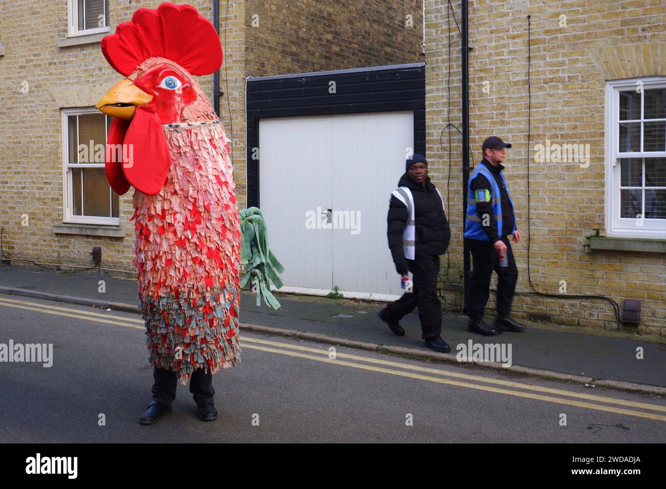 A giant cockerel who is the beast mascot for Peterborough Morris lurks down a side street during the Whittlesea (Whittlesey) Straw Bear in January UK Stock Photo