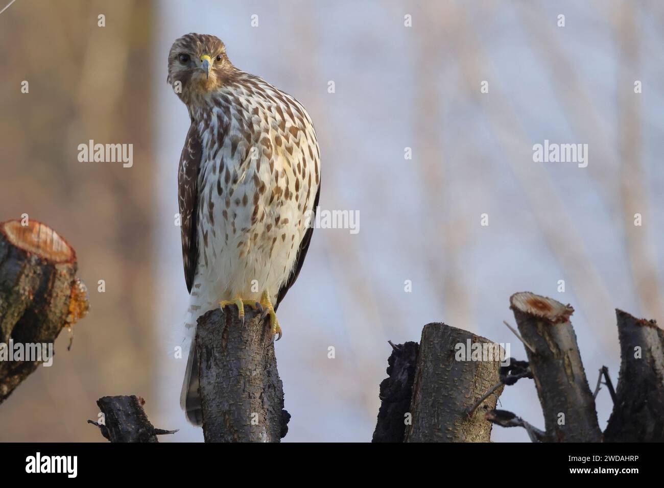 A bird perches on a tree stump, gazing sideways Stock Photo Alamy