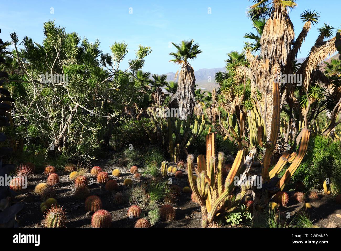 Cactualdea Park is the largest cactus park in Europe located in Gran Canaria  Stock Photo - Alamy