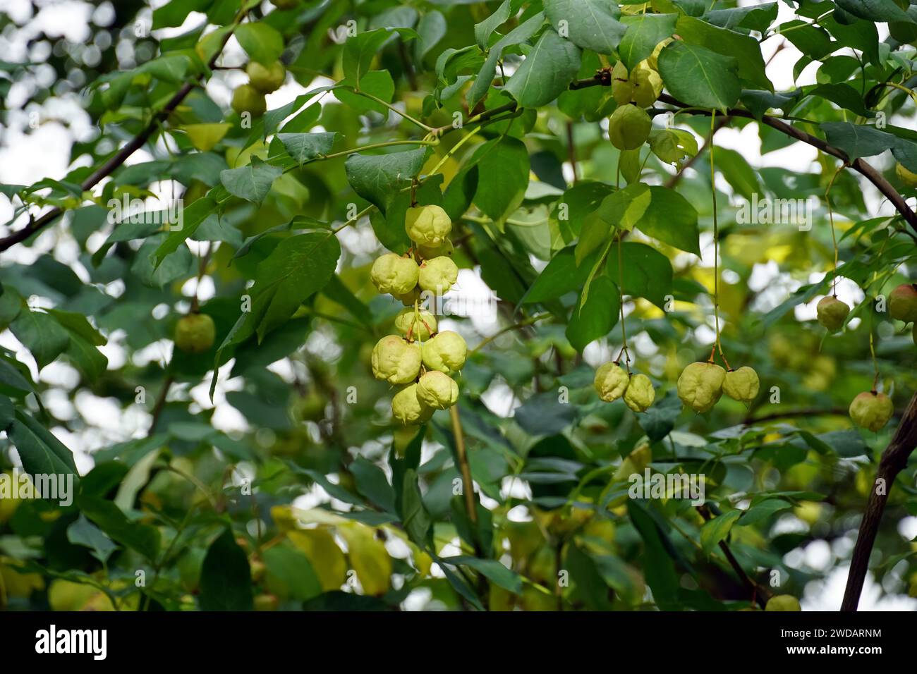 European bladdernut, Gemeine Pimpernuss, Klappernuss, Staphylea pinnata, mogyorós hólyagfa Stock Photo