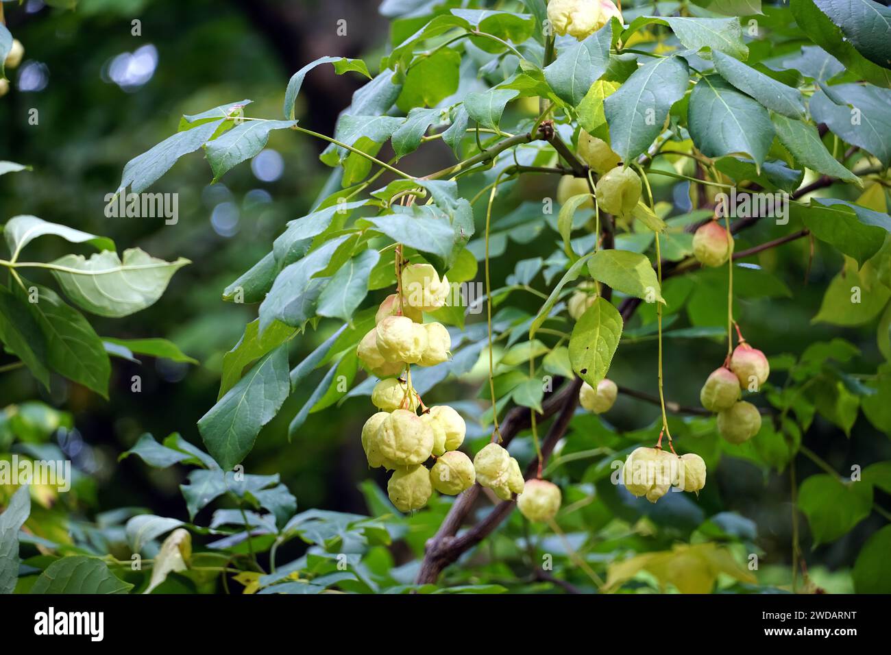European bladdernut, Gemeine Pimpernuss, Klappernuss, Staphylea pinnata, mogyorós hólyagfa Stock Photo