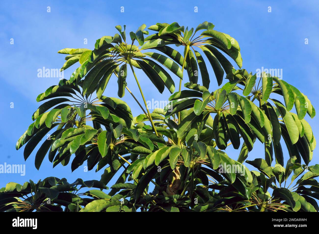 Australian umbrella tree, Großblättrige Schefflera, Regenschirmbaum, Arbre ombrelle, Schefflera actinophylla, sugárarália Stock Photo