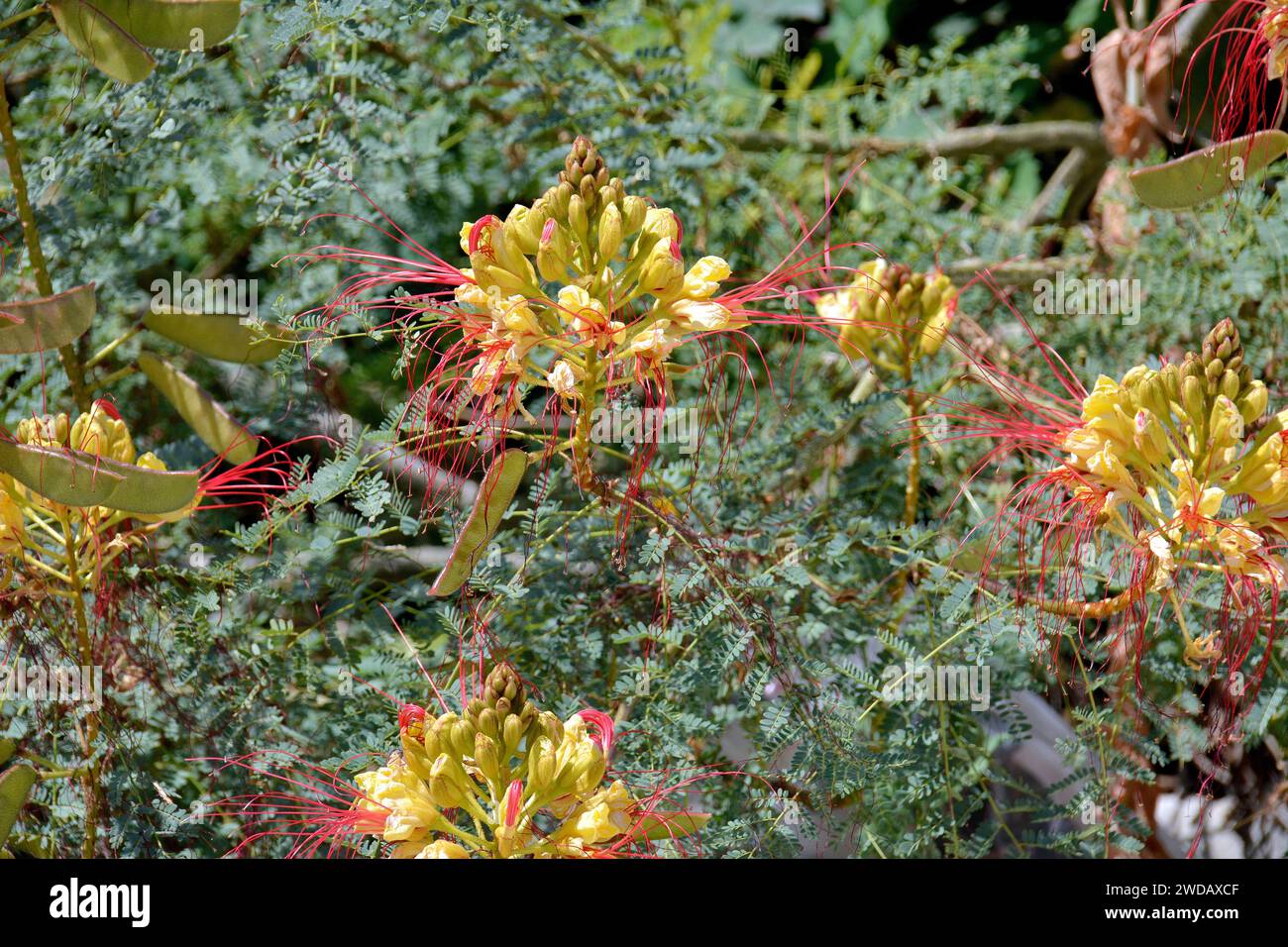 bird of paradise bush, Césalpinie de Gillies, Erythrostemon gilliesii, pillangófa Stock Photo