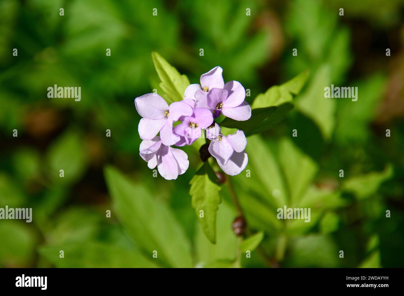 Knollchentragende zahnwurz hi-res stock photography and images - Alamy
