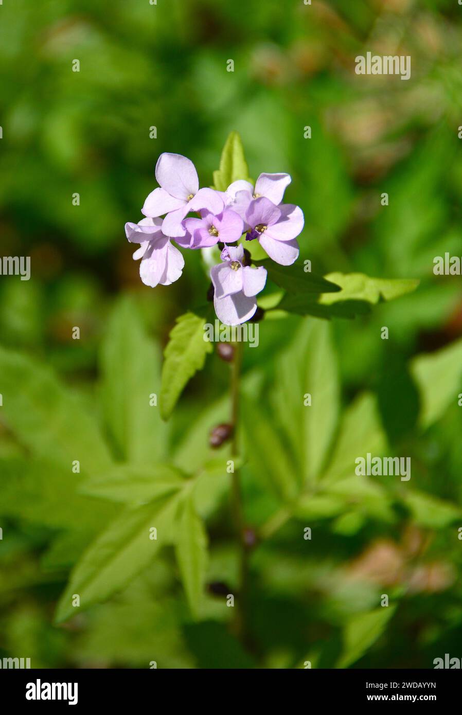 Lat 46 12989080 hi-res stock photography and images - Alamy