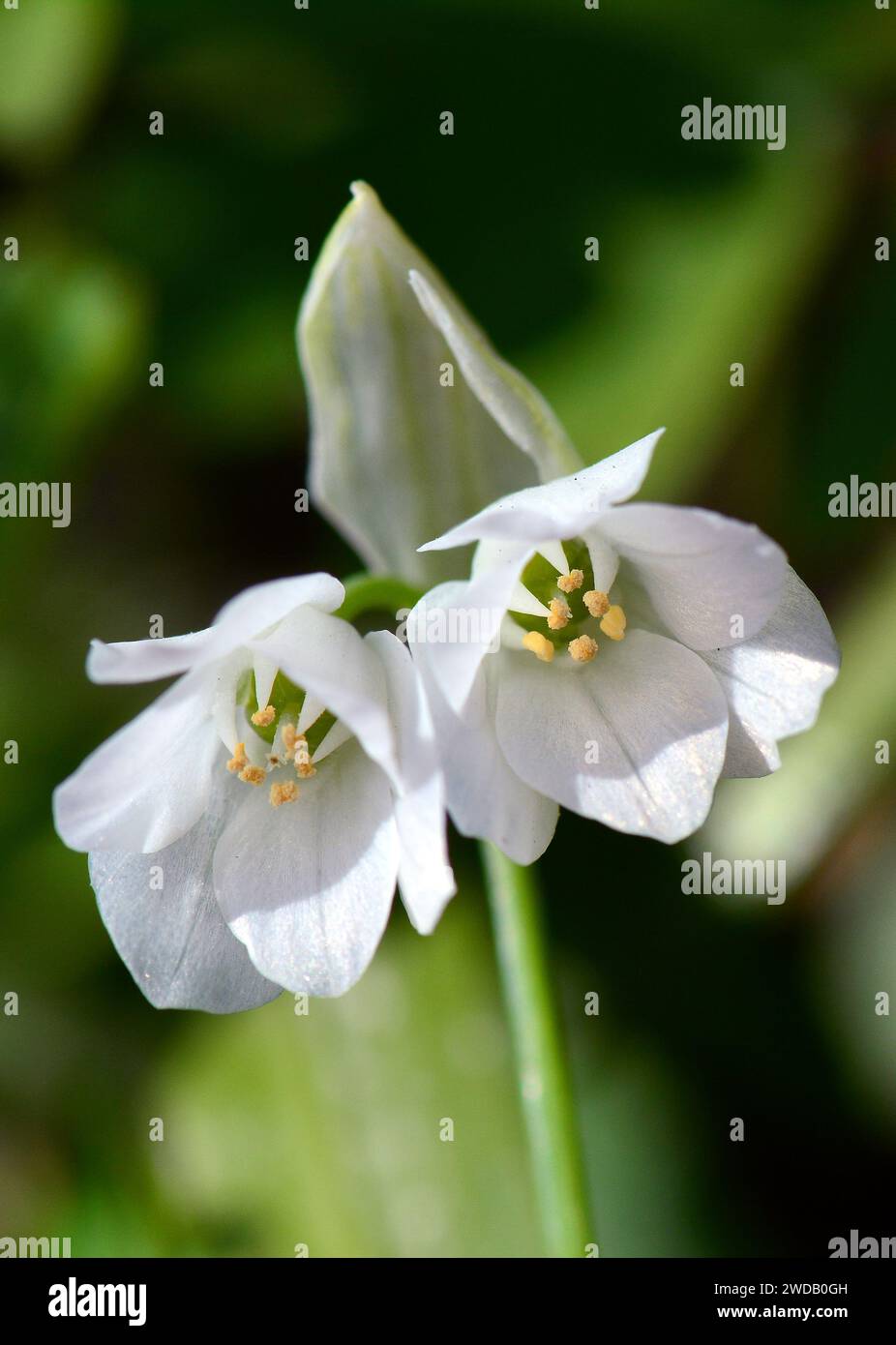 few-flowered garlic, few-flowered leek, Wunder-Lauch, Seltsamer Lauch, Berliner Lauch, Allium paradoxum, kevésvirágú fokhagyma Stock Photo