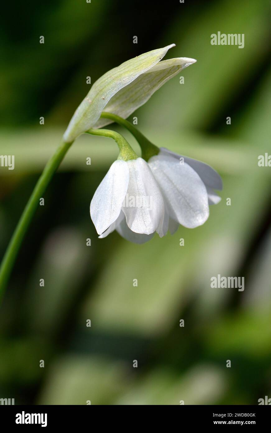 few-flowered garlic, few-flowered leek, Wunder-Lauch, Seltsamer Lauch, Berliner Lauch, Allium paradoxum, kevésvirágú fokhagyma Stock Photo