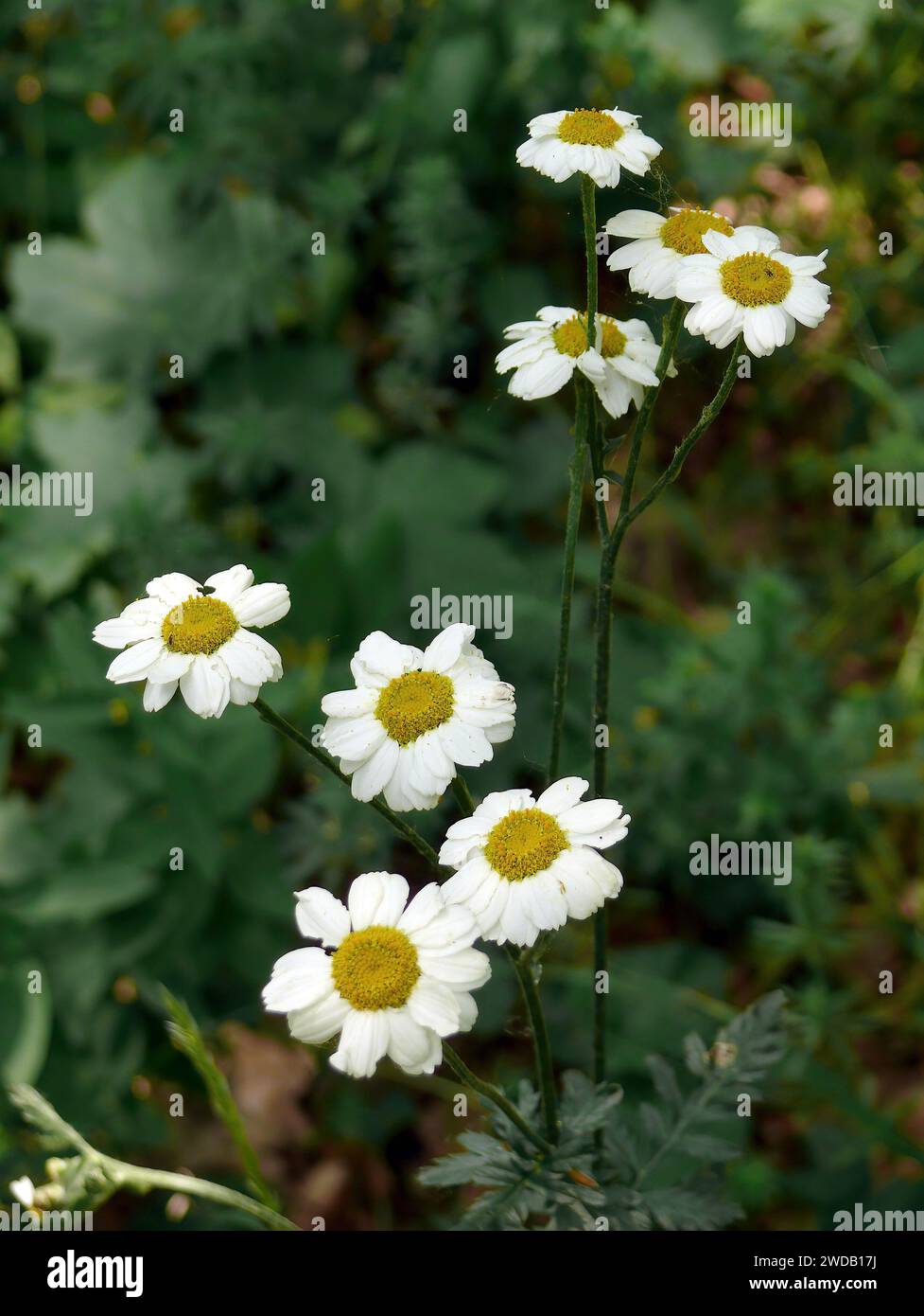 feverfew, Mutterkraut, Grande Camomille, Tanacetum parthenium, őszi margitvirág, Hungary, Europe Stock Photo